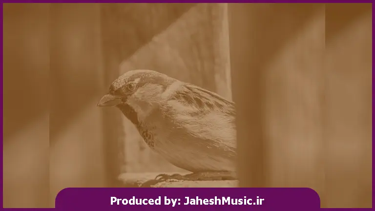 دانلود آهنگ شاد دیگه دوست ندارم نه نه ندارم 